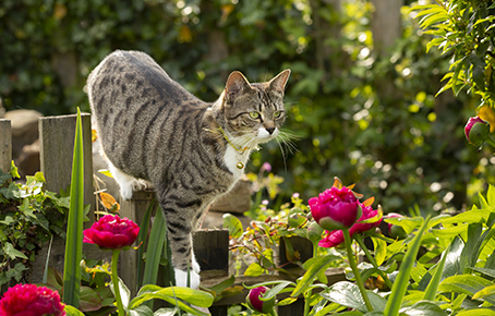 Lily poisoning: Protecting your pets from a hidden danger