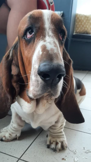 bassett hound gets face lift to help with drooping eyelids at primrose hill vets in dublin