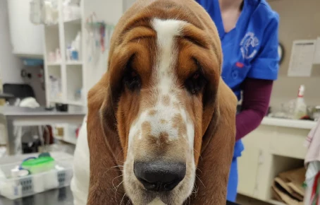 Chief, the Bassett Hound gets facelift to help with sagging eyelids!
