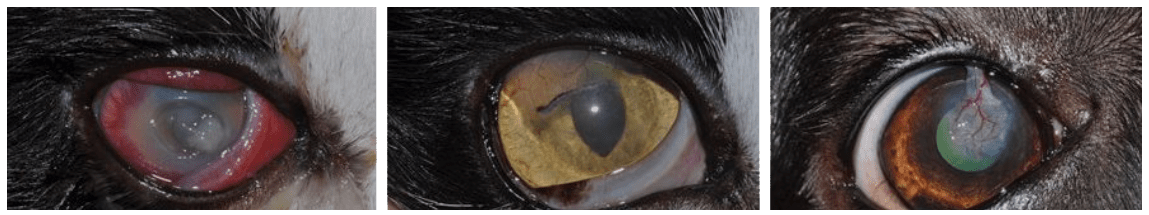 deep corneal ulceration