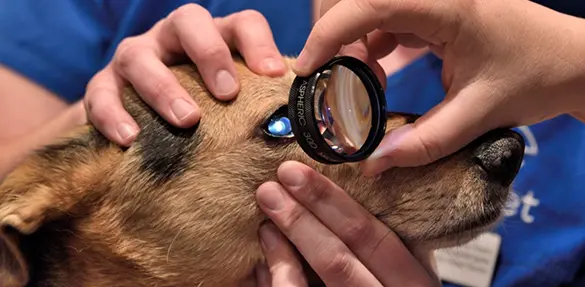 Image of a dog during a checkup on its eye by a vet at Primrose Hill