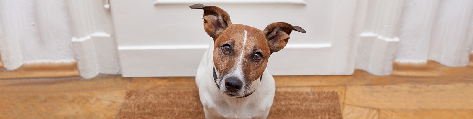 Exploring the typical causes of ear issues in dogs