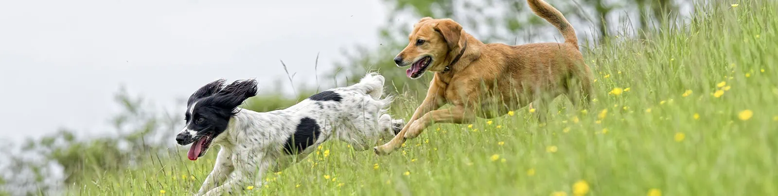 Pet Health Plans | Primrose Hill | Sallynoggin, Dublin