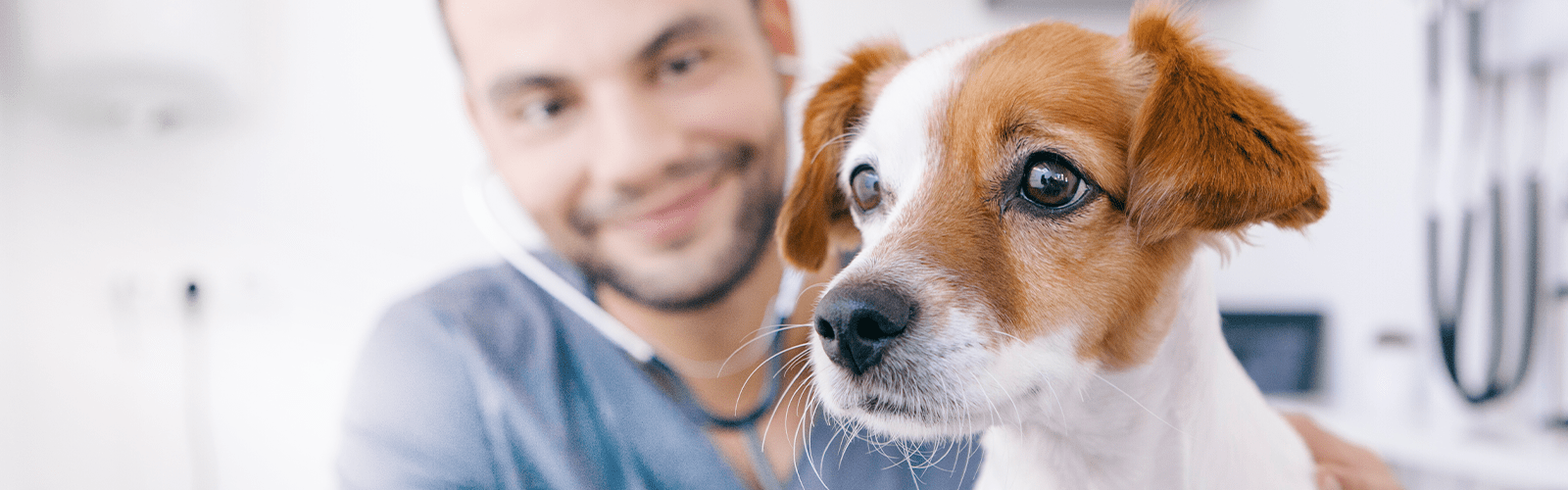 Ophthalmology referral service in Primrose Hill Veterinary Hospital