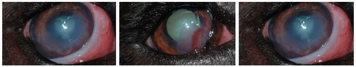 indolent corneal ulceration