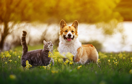 Common allergies in pets (what to look out for)