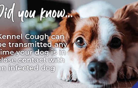 Protect your dog against Kennel Cough