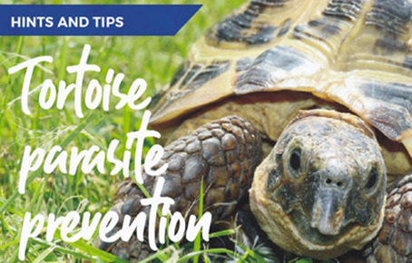 Tortoise Parasite Prevention advice by Primrose Hill Vets in Dublin