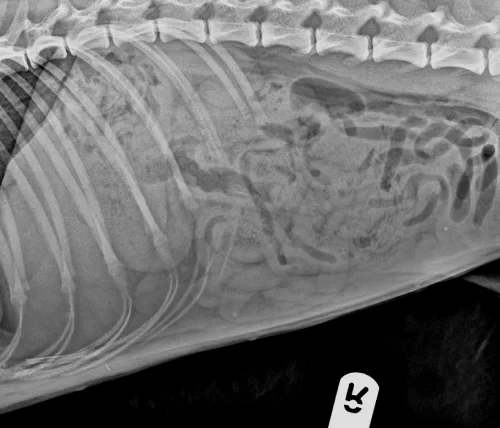 x ray of dog that swallowed 3 socks in dublin